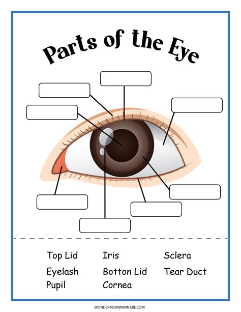 Human Eye Activity Set | Parts of the eye, Eye lesson, Lessons for kids