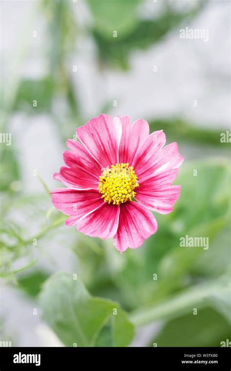 Cosmos Bipinnatus Antiquity Flower Stock Photo Alamy