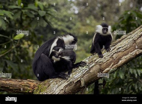 Wild Colobus Monkeys In Nyungwe National Park In Rwanda Central Africa