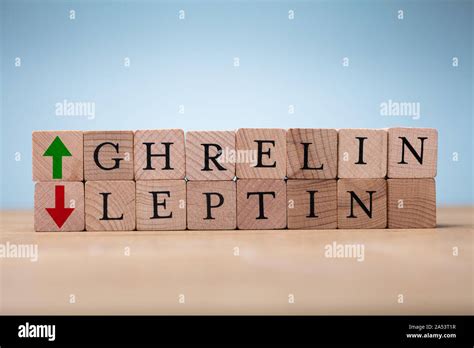 Leptin und ghrelin -Fotos und -Bildmaterial in hoher Auflösung – Alamy