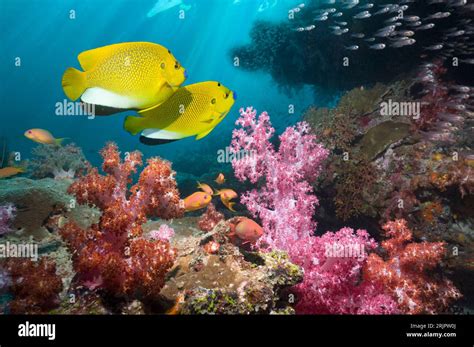 Bluelips Angelfish Hi Res Stock Photography And Images Alamy