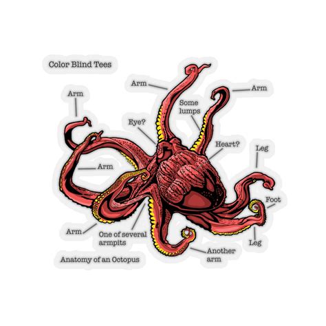 Octopus Anatomy