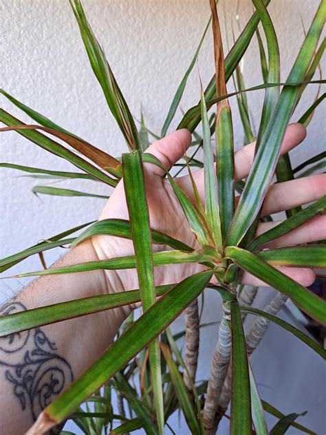 Draconea browning, limp/falling leaves? : r/plantclinic