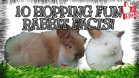 10 Hopping Fun Rabbit Factsby Fam Familia Youtube