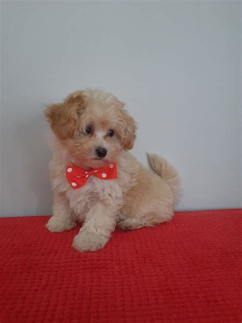 Maltipoo Pudel Toy Malta Czyk Wydra Olx Pl