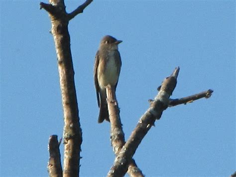 Olive Sided Flycatcher Life In The Lower Susquehanna River Watershed