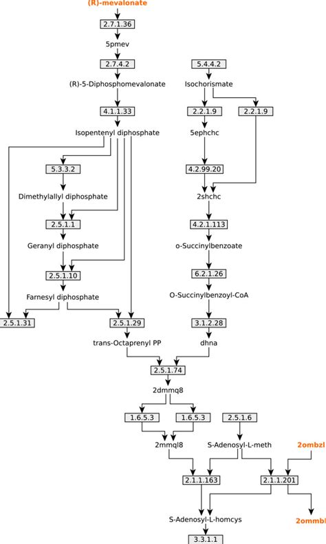 UM1 scheme. Schematic representation of the biggest UM found in B ...