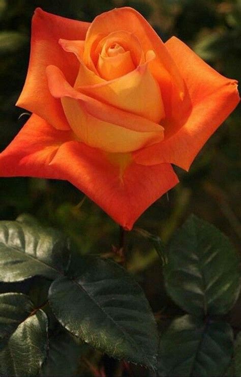 Pin by Сергей on цветы | Beautiful rose flowers, Beautiful flowers ...