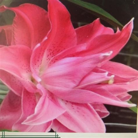 Лилии – купить в Москве, цена 60 руб., дата размещения: 18.07.2021 ...