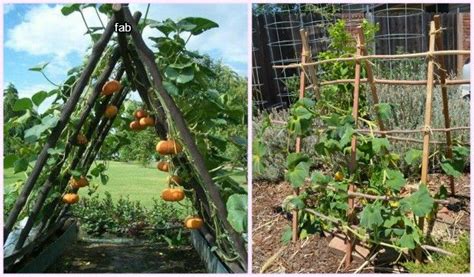 How To Build A Squash Arch Squash Trellis Planting Flowers Garden