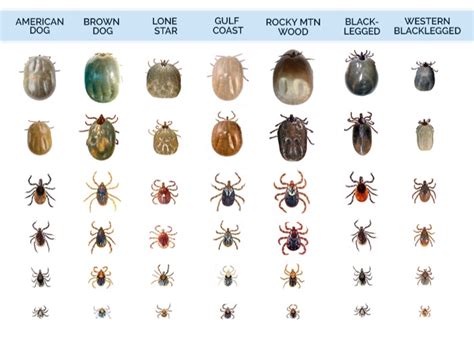 What Do Ticks Look Like? | Tick Identification Guide