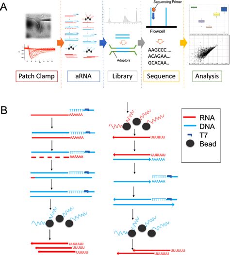 A Workflow Of Single Cell Rnaseq After Collection Of Cellular