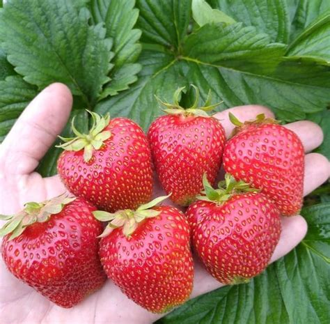 Земляника Описание Сорта Фото Отзывы – Telegraph