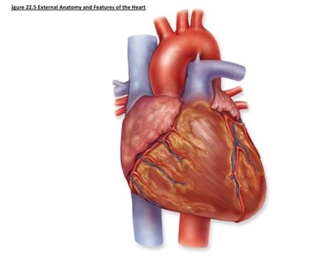 Heart External Anatomy (Anterior View) - Girard Cl Quiz