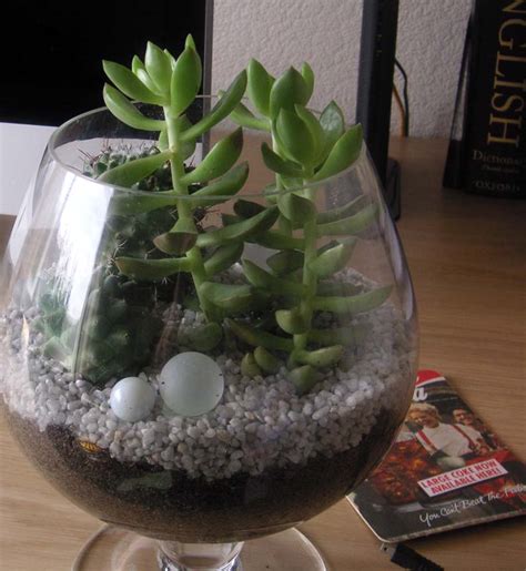 Cactus Jungle San Francisco Bay Area Cactus In A Glass Uk Edition