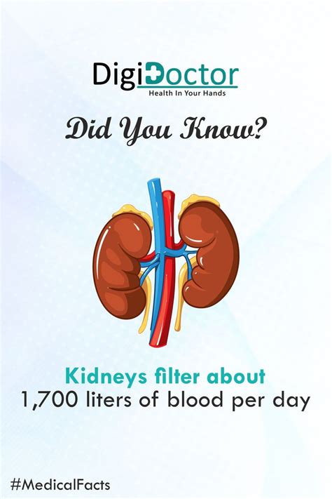 Kidney Filters How Much Kidney Filters Blood In A Day Do You How