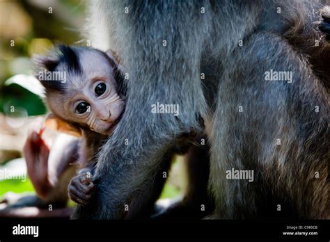 Baby Balinese Macaque Holding On To Mother Stock Photo Alamy