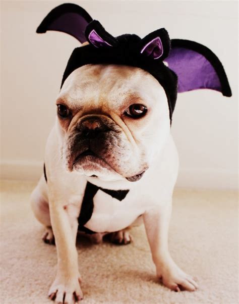 I Found Batfort’s Mascot – Batfort