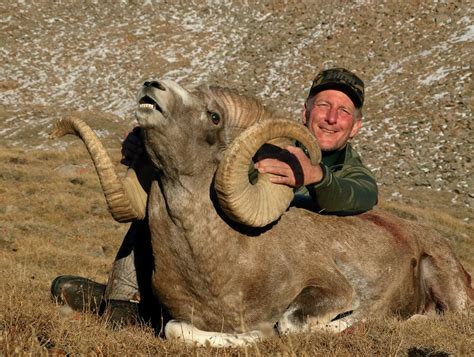 High Altai Argali - Shikar Safaris
