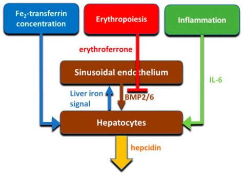 Ijms Free Full Text Hepcidin Ferroportin Interaction Controls