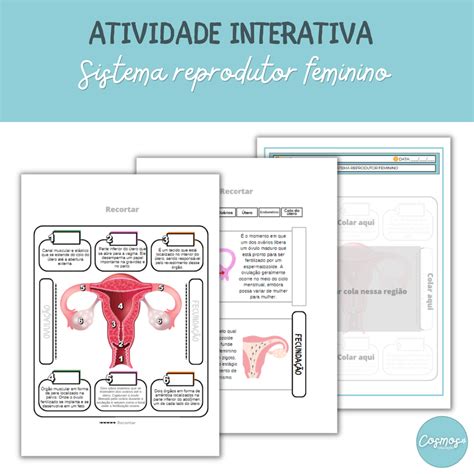Atividades Sistema Reprodutor Masculino E Feminino 5o Ano Com Gabarito