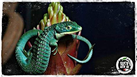 Самые редкие ящерицы - 77 фото