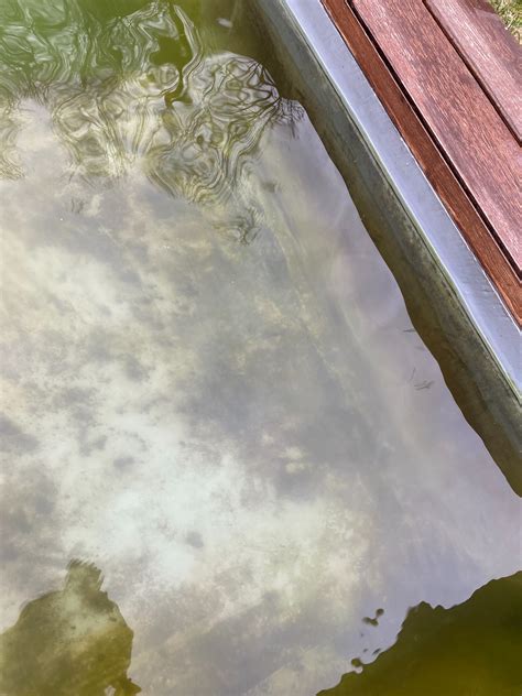 Schwarze extrem hartnäckige Flecken auf Teichfolie - Algenprobleme