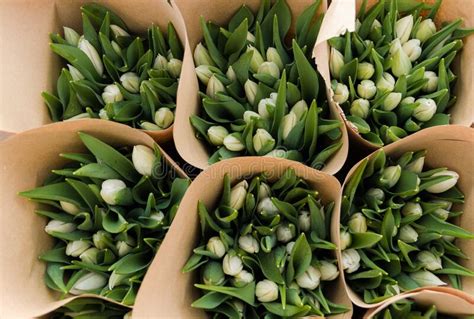 Hermosos Ramos De Tulipanes Blancos En Flores De Primavera Del Papel