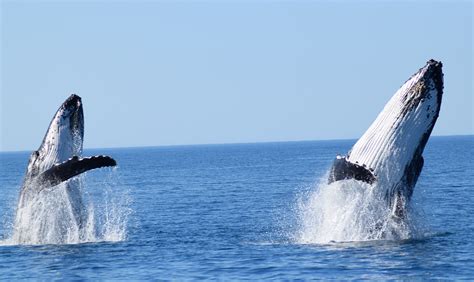 Whale Watching Western Australia 1 Trip Advisor All Sea Charters