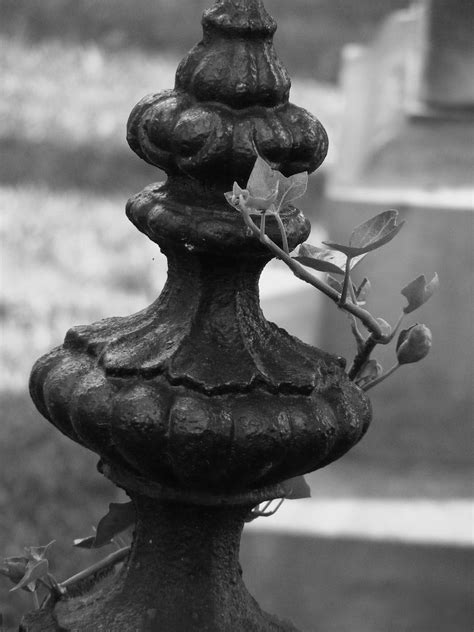 Fence Finial And Vine At Christ Church Bandw F The Leave Flickr