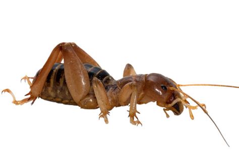 Potato Bug Images Browse 13217 Stock Photos Vectors And Video