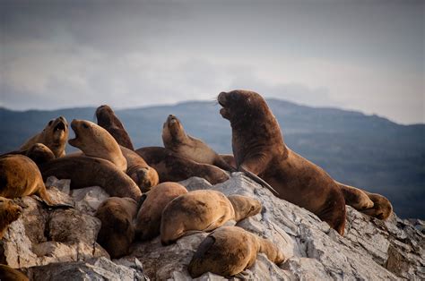 Walk among penguins in Ushuaia — BRB Travel Blog