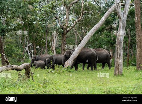 Bandipur National Park The Wildlife Riches In South Karnataka India