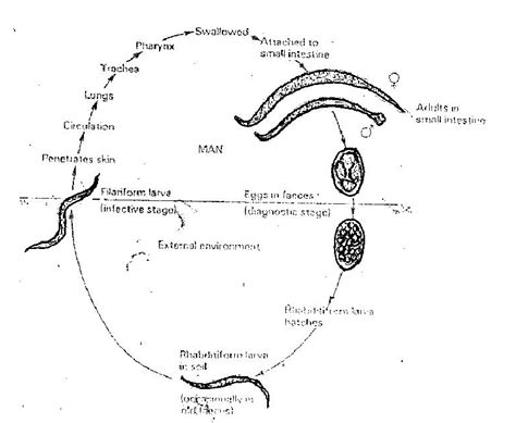 The Life Cycle Of Hookworm Download Scientific Diagram