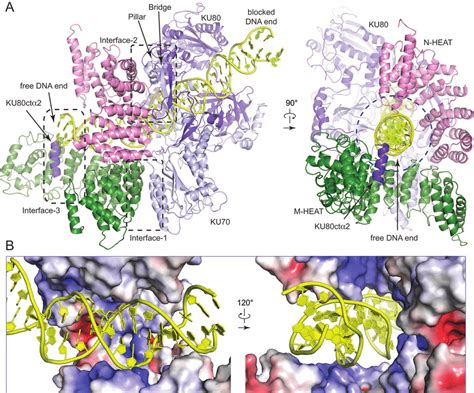 Intermolecular Interactions Within The DNA PK Complex A Close Up