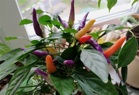 Перец Острый Круглый Фото — Картинки фотографии