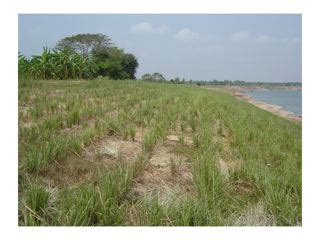 mekong river bank stabilization  vetiver ssystem