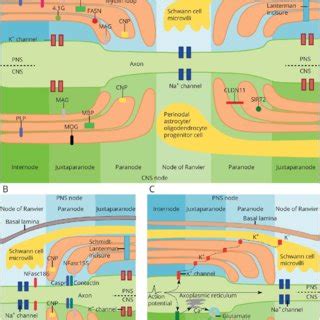 The periaxonal region of a myelinated axon in the CNS is similar to the ...