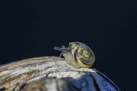 Free Picture Garden Nature Snail Animal Gastropod Invertebrate Macro