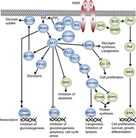 Insulin Receptor Pathway