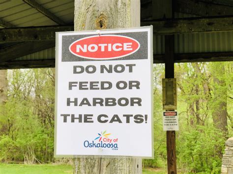 City Looks To Remove Feral Cats From Park While Also Considering