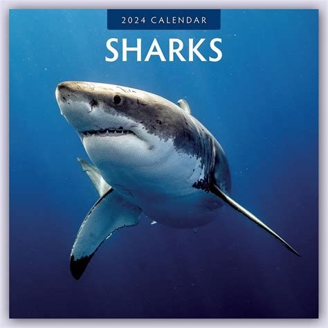 Buy Sharks 2024 Square Wall Calendar Book Online at Low Prices in India
