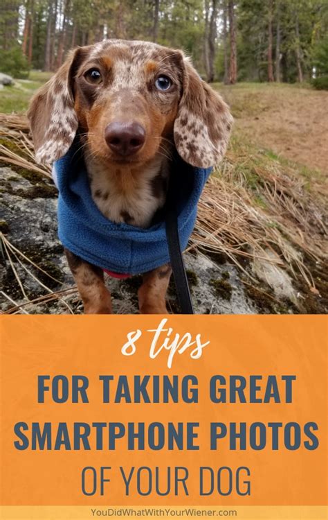 tips   great dog    smartphone youdidwhatwithyourwienercom