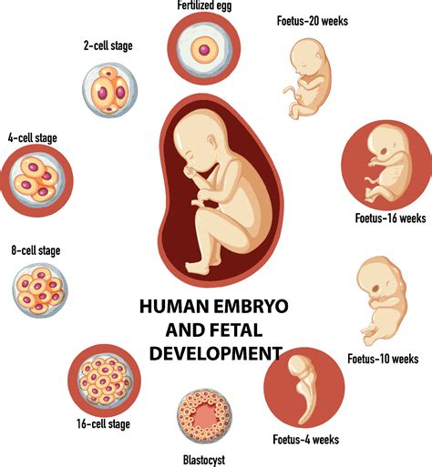 Entwicklung Von Embryo Und Fetus
