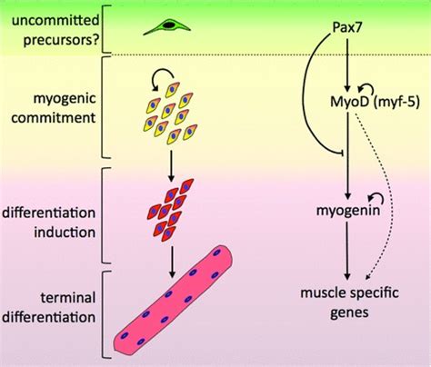 Marking The Tempo For Myogenesis Pax And The Regulation Of Muscle