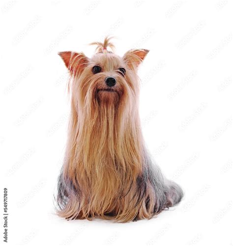 Beautiful Yorkie On Transparent Png Stock Photo Adobe Stock