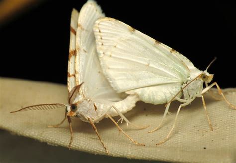bug of the day | No shame. (lesser maple spanworm moths, Mac… | Flickr