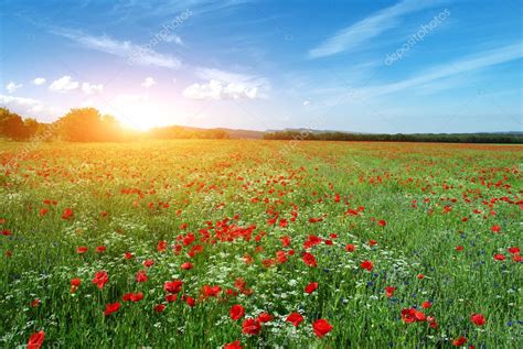 Beautiful Meadow — Stock Photo © Zatvor 4086135