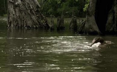 Amanda Fuller Breasts Lesbian Scene In Creature AZNude