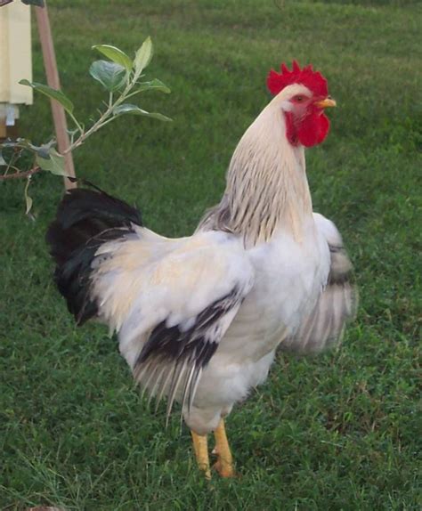 Top Chicken Breeds That Lay Pink Eggs With Pictures Artofit